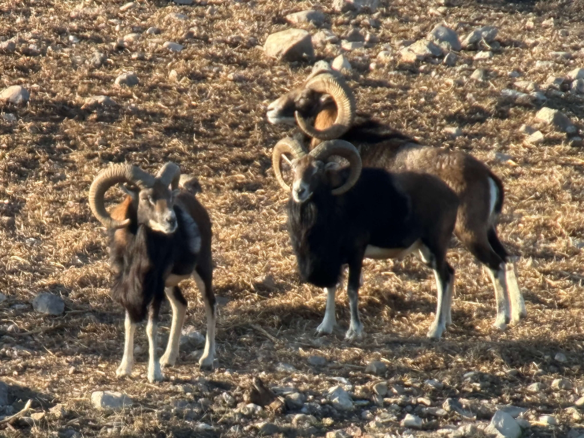 Mouflon Sheep Mouflon Sheep